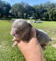 Sawyer, a male French Bulldog for sale in Lake City, FL – 3 of 6