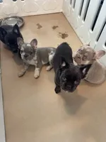 Tank, a male French Bulldog for sale in Lake City, FL – 4 of 6