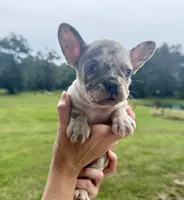 Effie Mae , a female French Bulldog for sale in Lake City, FL – 4 of 7