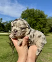Harley, a female French Bulldog for sale in Lake City, FL – 4 of 6
