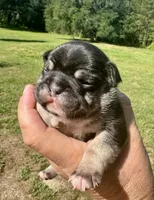 Winston, a male French Bulldog for sale in Lake City, FL – 3 of 9