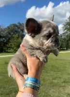 Titus, a male French Bulldog for sale in Lake City, FL – 2 of 6