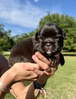 Hope, a female French Bulldog for sale in Lake City, FL – 4 of 8