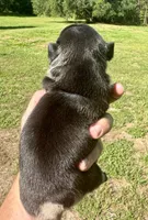 Winston, a male French Bulldog for sale in Lake City, FL – 5 of 9