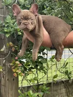Hyatt, a male French Bulldog for sale in Lake City, FL – 2 of 5