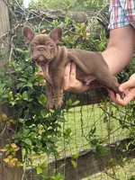 Red Sonya , a female French Bulldog for sale in Lake City, FL – 4 of 6