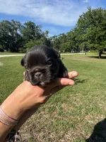 Tank, a male French Bulldog for sale in Lake City, FL – 5 of 8