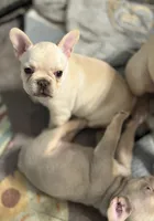 Hilton, a female French Bulldog for sale in Lake City, FL – 3 of 6
