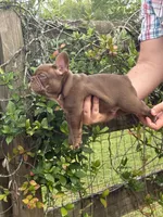 Hyatt, a male French Bulldog for sale in Lake City, FL – 2 of 10