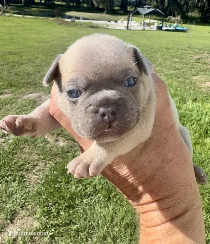 Sable – French Bulldog puppy for sale in Lake City, FL