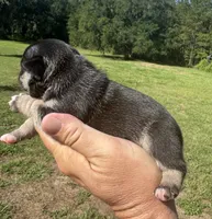 Winston, a male French Bulldog for sale in Lake City, FL – 4 of 9
