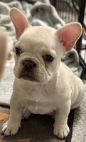 Hilton, a female French Bulldog for sale in Lake City, FL – 1 of 6