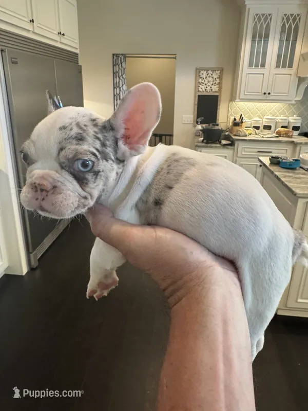 Maverick – French Bulldog puppy for sale in Lake City, FL