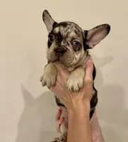 Potter, a male French Bulldog for sale in Lake City, FL – 3 of 9