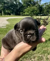 Tank, a male French Bulldog for sale in Lake City, FL – 1 of 8