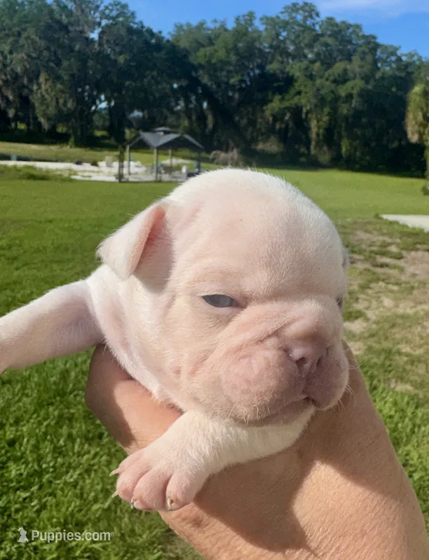 Sampson – French Bulldog puppy for sale in Lake City, FL