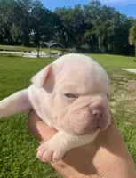 Sampson, a male French Bulldog for sale in Lake City, FL – 1 of 6