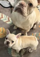 Hilton, a female French Bulldog for sale in Lake City, FL – 4 of 6