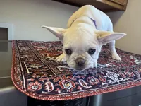 Chanel, a male French Bulldog for sale in Lake City, FL – Photo 2 of 5