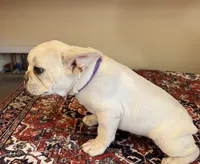 Chanel, a male French Bulldog for sale in Lake City, FL – Photo 4 of 5