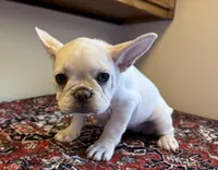 Chanel, a male French Bulldog for sale in Lake City, FL – Photo 3 of 5