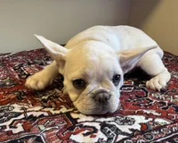 Chanel, a male French Bulldog for sale in Lake City, FL – Photo 1 of 5