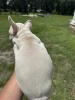 Sampson, a male French Bulldog for sale in Lake City, FL – 4 of 6