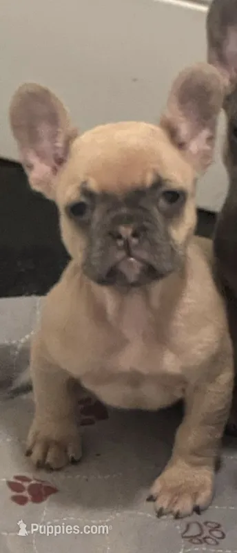 Bella  – French Bulldog puppy for sale in Lake City, FL