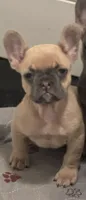 Bella , a female French Bulldog for sale in Lake City, FL – 1 of 2