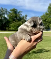 Titus, a male French Bulldog for sale in Lake City, FL – 2 of 8