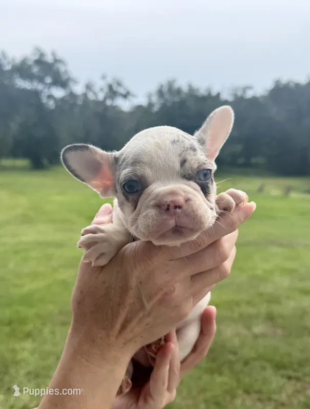Maverick – French Bulldog puppy for sale in Lake City, FL
