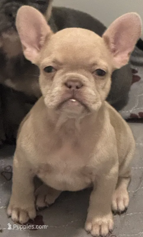 Gucci – French Bulldog puppy for sale in Lake City, FL
