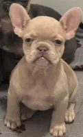 Gucci, a female French Bulldog for sale in Lake City, FL – 1 of 1