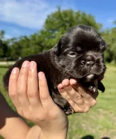 Hope, a female French Bulldog for sale in Lake City, FL – 6 of 8