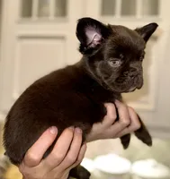 Hope, a female French Bulldog for sale in Lake City, FL – 4 of 7