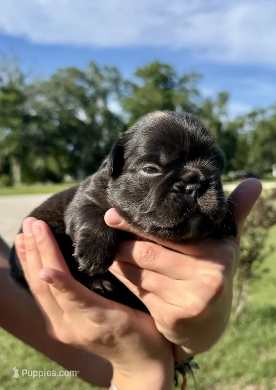 Hope – French Bulldog puppy for sale in Lake City, FL