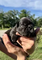Hope, a female French Bulldog for sale in Lake City, FL – 1 of 8