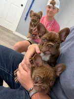 Hyatt, a male French Bulldog for sale in Lake City, FL – 4 of 10