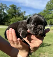 Hope, a female French Bulldog for sale in Lake City, FL – 2 of 8