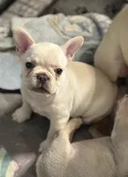 Hilton, a female French Bulldog for sale in Lake City, FL – 2 of 6