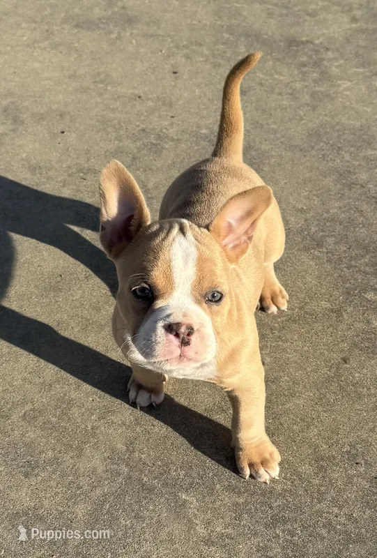 Pheobe – American Bully puppy for sale in Lake City, FL
