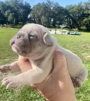 Sable, a female French Bulldog for sale in Lake City, FL – 3 of 5