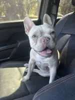 Hilton, a female French Bulldog for sale in Lake City, FL – 5 of 6