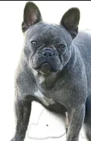 Sampson, a male French Bulldog for sale in Lake City, FL – 6 of 6