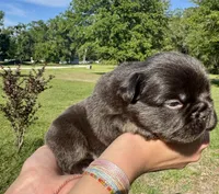 Tank, a male French Bulldog for sale in Lake City, FL – 3 of 8