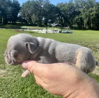 Sawyer, a male French Bulldog for sale in Lake City, FL – 5 of 6