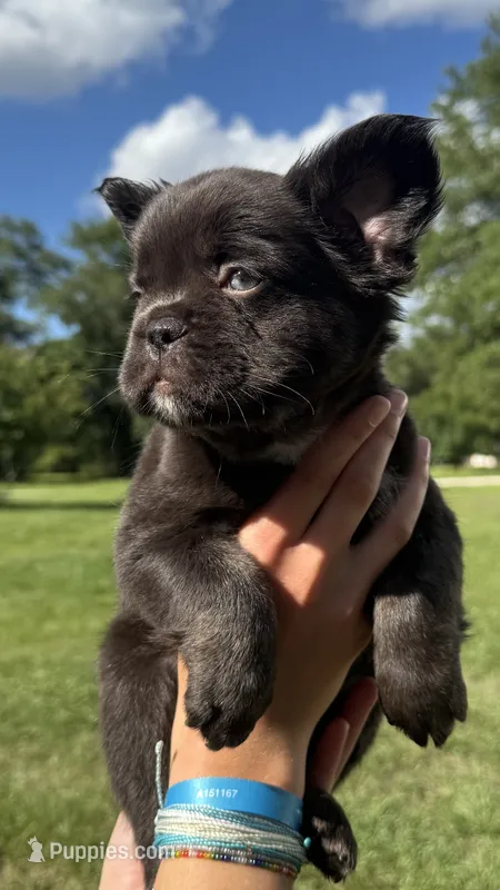 Hope – French Bulldog puppy for sale in Lake City, FL