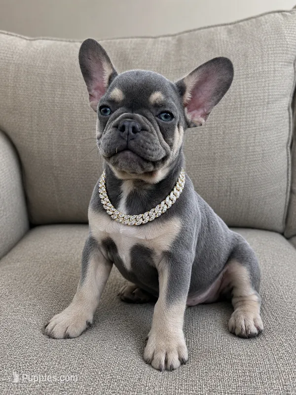 Sawyer – French Bulldog puppy for sale in Lake City, FL