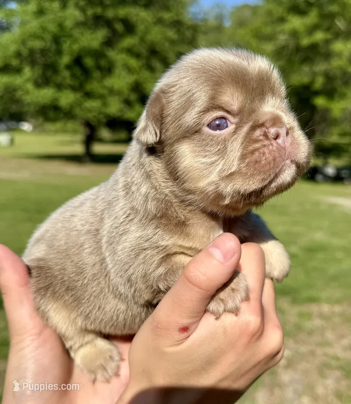 Titan – French Bulldog puppy for sale in Lake City, FL