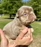 Titan, a male French Bulldog for sale in Lake City, FL – 1 of 6